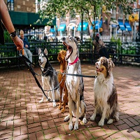 Este sábado 23 será o último dia para vacinar seu pet em Pouso Alegre